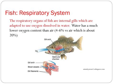 study of fish|Fish Respiratory System .